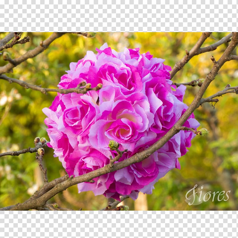 Cabbage rose Garden roses Copyright 2016 Floribunda Standard form contract, Pom Pom transparent background PNG clipart
