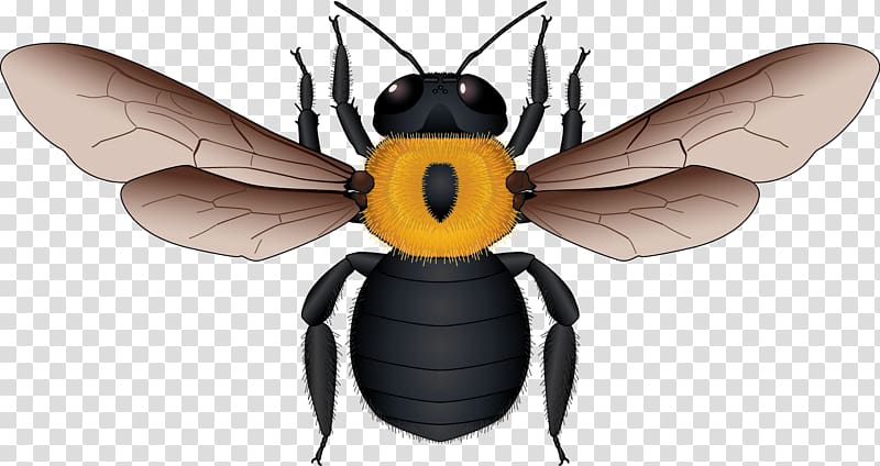 European dark bee Honey bee Yellow Black Apidae, Yellow and black bee material transparent background PNG clipart