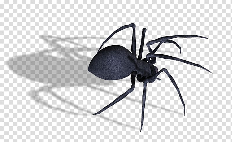 Spider Southern black widow , Black widow spider transparent background PNG clipart