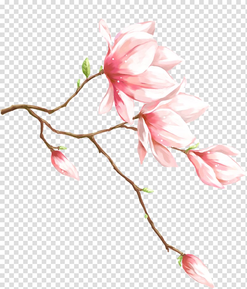 magnolia flower material transparent background PNG clipart