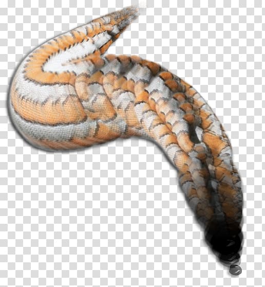 Western hognose snake Kingsnakes Terrestrial animal, snake transparent background PNG clipart