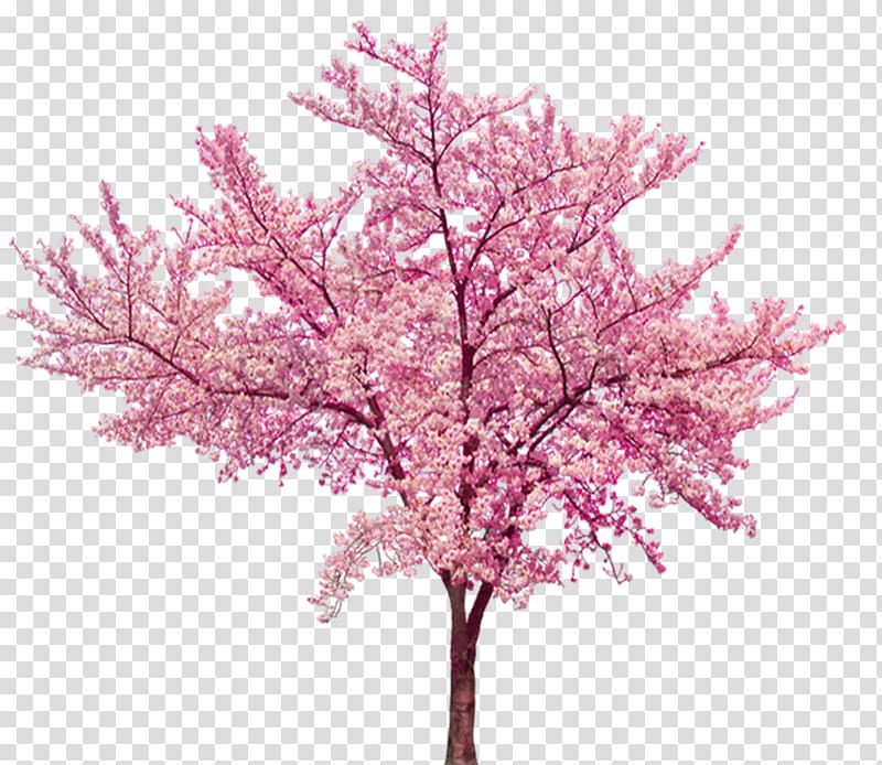 cherry blossom tree, Cherry blossom Cerasus, Beautiful cherry tree transparent background PNG clipart