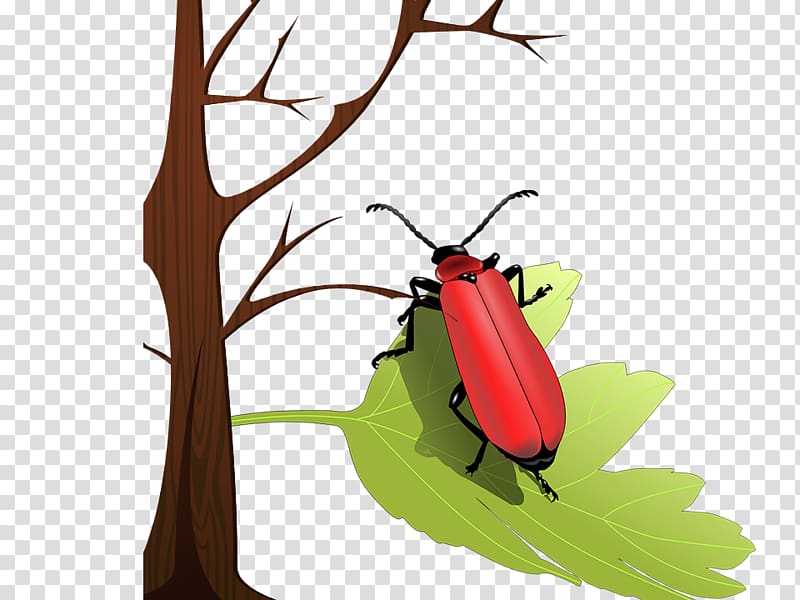 Volkswagen Beetle Ladybird Insect wing , Insects on the leaves transparent background PNG clipart