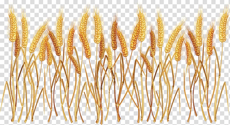 Wheat , Wheat transparent background PNG clipart