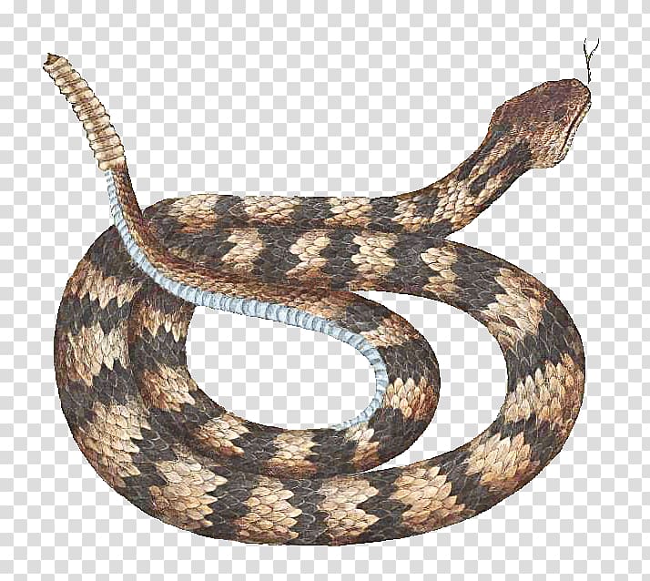 Rattlesnake Vipers Reptile Animal, snakes transparent background PNG clipart