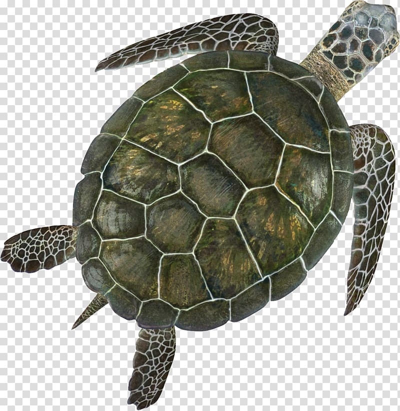 open turtle turtle transparent background PNG clipart