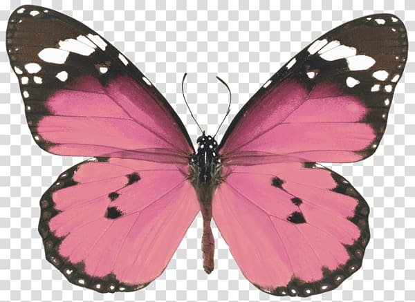 Monarch butterfly Desktop , butterfly transparent background PNG clipart