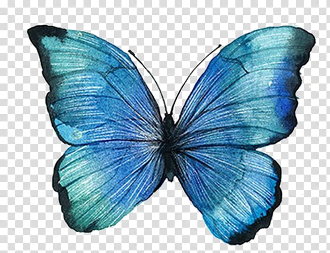 Graphic design, blue butterfly transparent background PNG clipart