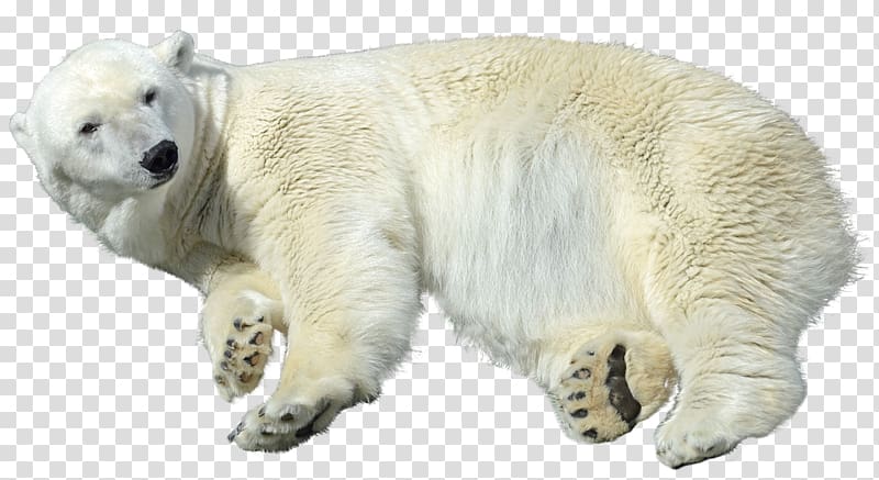 Polar bear Brown bear American black bear Arctic fox Wolf, polar bear transparent background PNG clipart