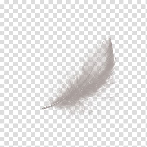 Feather White Black, Valentine feather transparent background PNG clipart