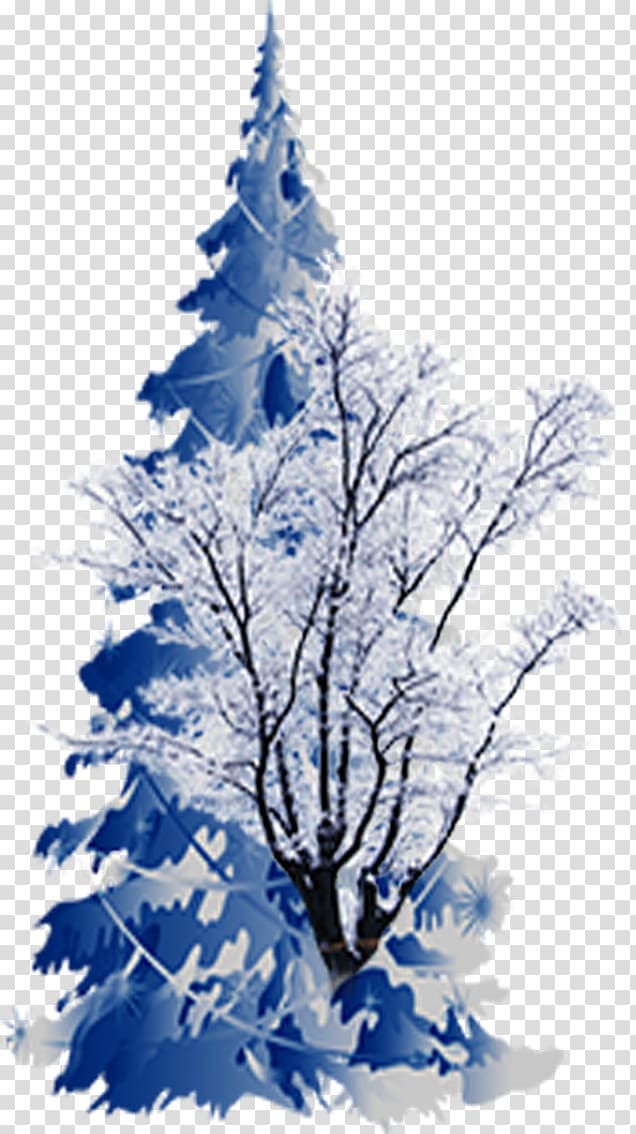 Spruce Christmas tree, Blue snow tree transparent background PNG clipart