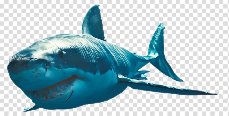 Bruce , shark transparent background PNG clipart