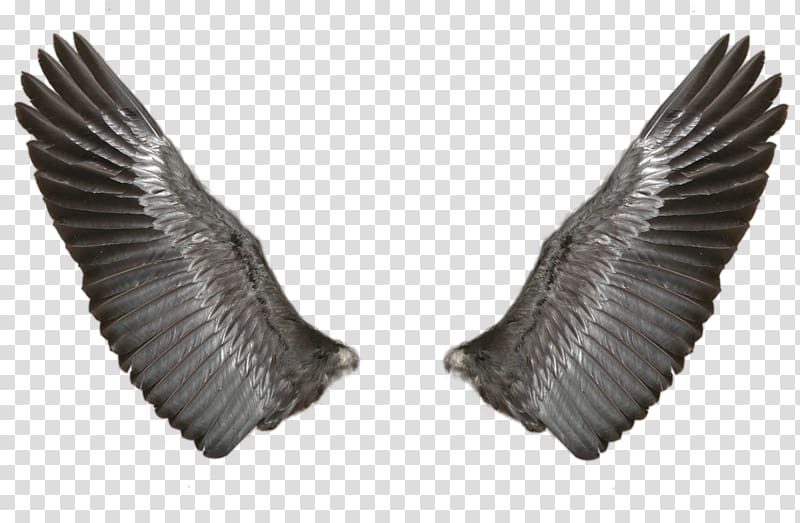 two black wings illustration, Wing Butterfly, Eagle wings transparent background PNG clipart