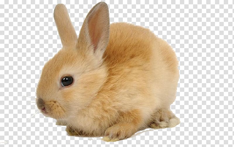 Domestic rabbit European rabbit Herbivore Pet, rabbit transparent background PNG clipart