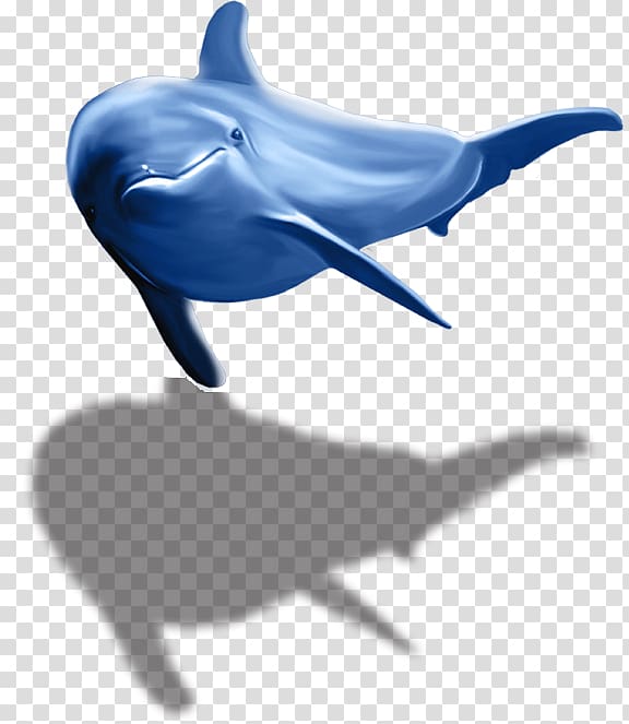 Common bottlenose dolphin Tucuxi Wholphin Porpoise, dolphin transparent background PNG clipart