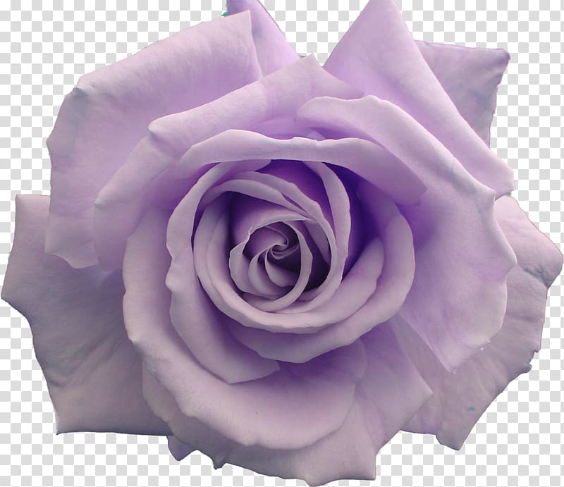 Flower Garden roses , violet transparent background PNG clipart