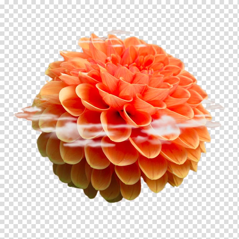 Beach rose Flower Android .xchng, Orange hydrangea transparent background PNG clipart