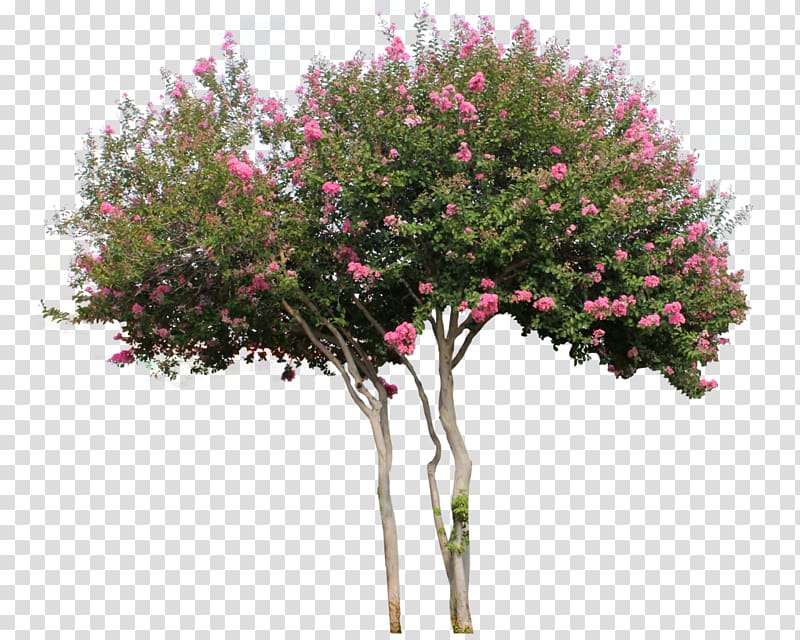 Woody plant Tree Flower Shrub, plant transparent background PNG clipart