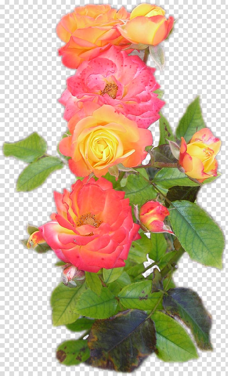 Garden roses Cut flowers Centifolia roses Memorial rose, flower transparent background PNG clipart