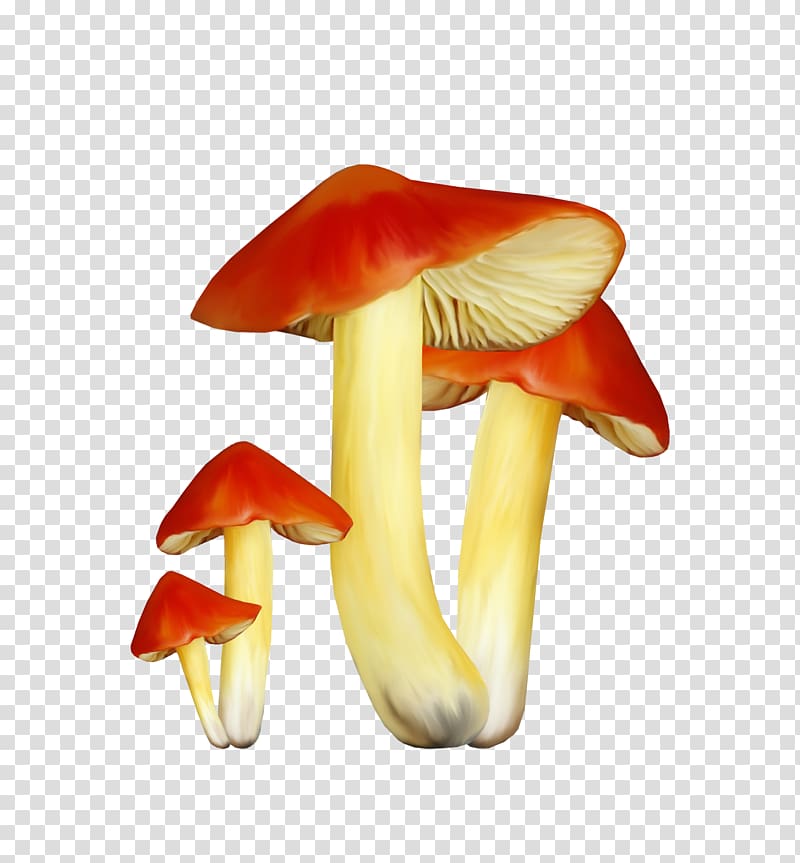 Mushroom Fungus Chart, fungi transparent background PNG clipart