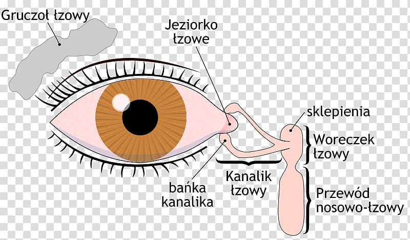 Dry eye syndrome Lacrimal gland Lacrimal sac Tears Lacrimal apparatus, english letters design transparent background PNG clipart