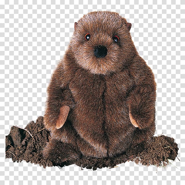 Punxsutawney Phil Groundhog Day Beaver, beaver transparent background PNG clipart