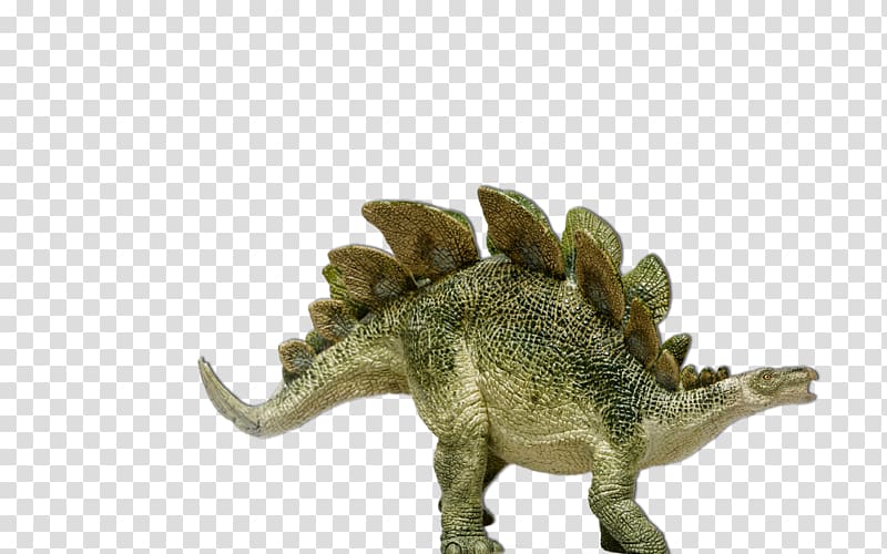 Stegosaurus Dinosaur Diplodocus Brachiosaurus, dino transparent background PNG clipart