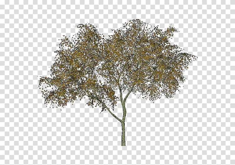 Twig Black alder Tree Abies alba Tilia cordata, tree transparent background PNG clipart