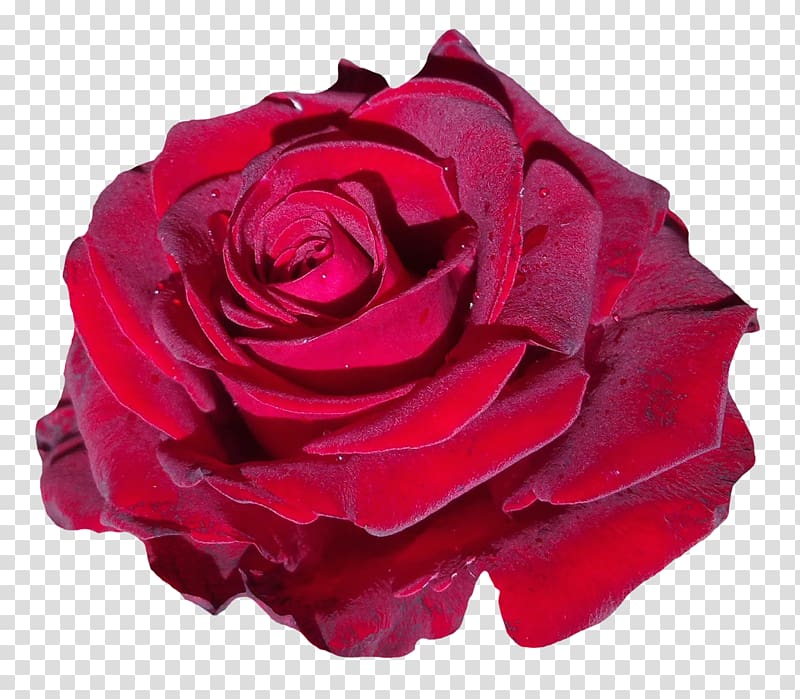 red rose illustration, Flower Rose, Red Rose Flower transparent background PNG clipart