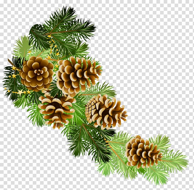 pinecones illustration, Conifer cone Scots pine Branch , Pine Branch with Cones transparent background PNG clipart
