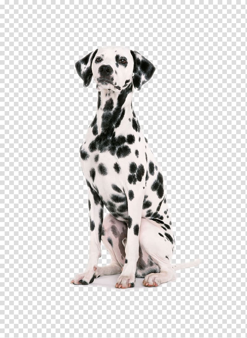 Dalmatian dog Puppy Dog harness Dog collar Pet, puppy transparent background PNG clipart