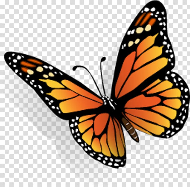 Monarch butterfly Cabbage white Limenitis arthemis, butterfly transparent background PNG clipart