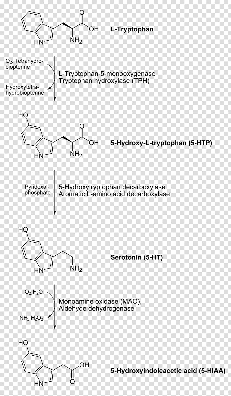 Aromatic L-amino acid decarboxylase Decarboxylation Serotonin Dopamine Levodopa, others transparent background PNG clipart