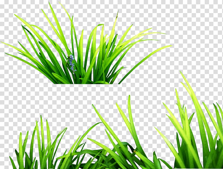 PicsArt Studio editing , rock grass transparent background PNG clipart