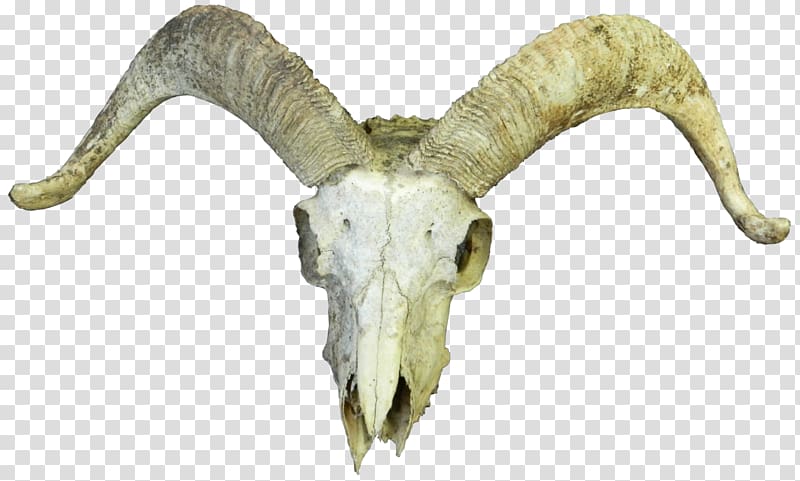 Goat Cattle Skull Horn Bone, goat transparent background PNG clipart
