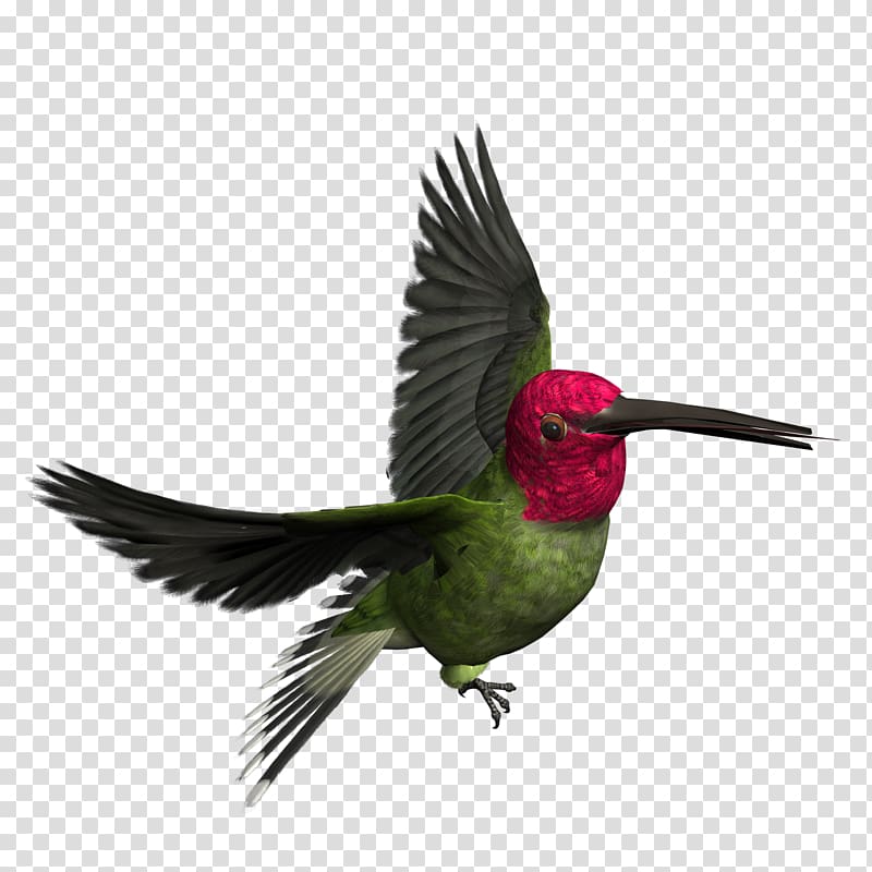 Bird Icon, Bird transparent background PNG clipart