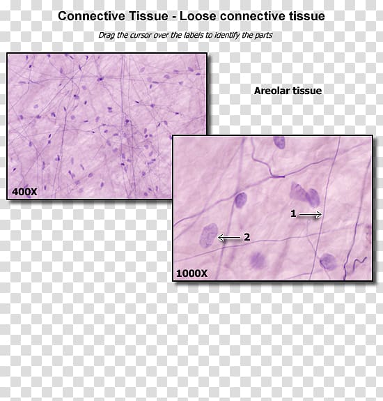 Loose connective tissue Anatomy Dense connective tissue, loose transparent background PNG clipart