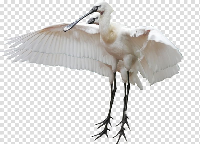 White stork Bird Crane Heron Egret, stork transparent background PNG clipart