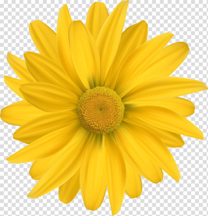 Common daisy Yellow Common sunflower Cut flowers, camomile transparent background PNG clipart