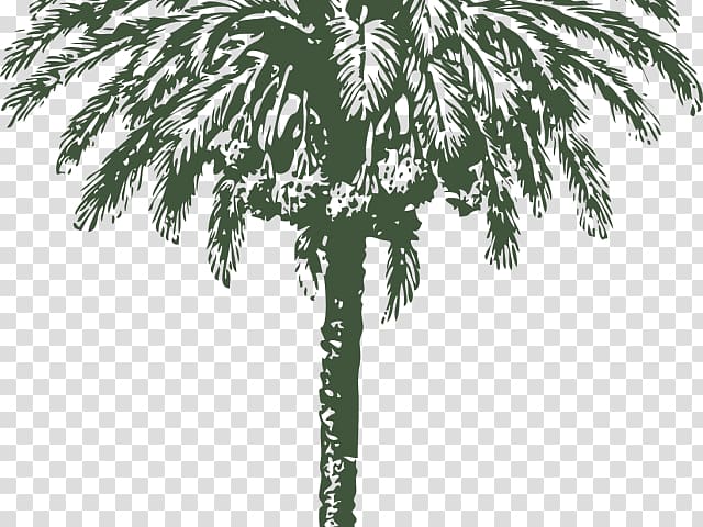 Palm trees graphics Date palm , Palm Nut Vulture transparent background PNG clipart