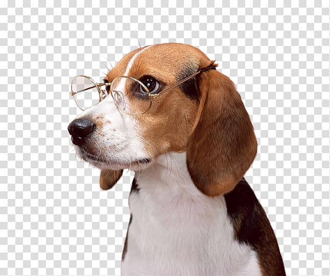 Beagle Puppy Dachshund English Foxhound Dog breed, puppy transparent background PNG clipart
