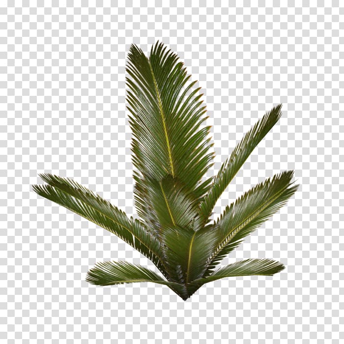 Plant Arecaceae Fern, fern transparent background PNG clipart