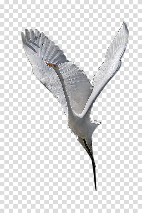 Bird Crane Wing Beak Feather, Goose transparent background PNG clipart
