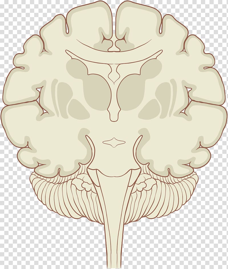 Human Brain Proteome Coronal plane Subthalamic nucleus, medical medicine transparent background PNG clipart