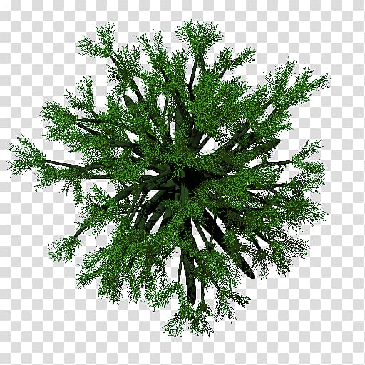 Fir Spruce Christmas ornament Evergreen False cypress, skin texture transparent background PNG clipart