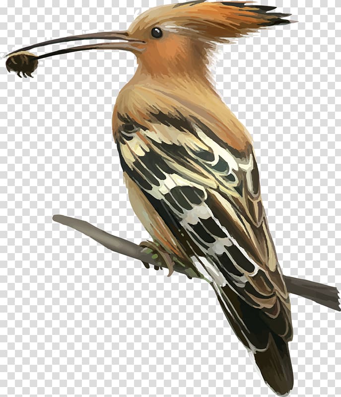 Bird Woodpecker Hoopoe Crane , Bird transparent background PNG clipart
