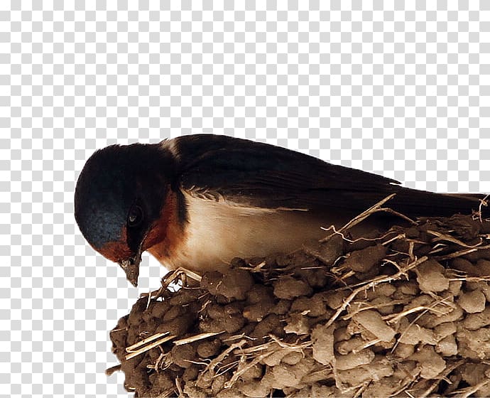 Barn swallow Pxe4xe4skysenpesxe4keitto El Nido Bird, The swallows in the nest transparent background PNG clipart