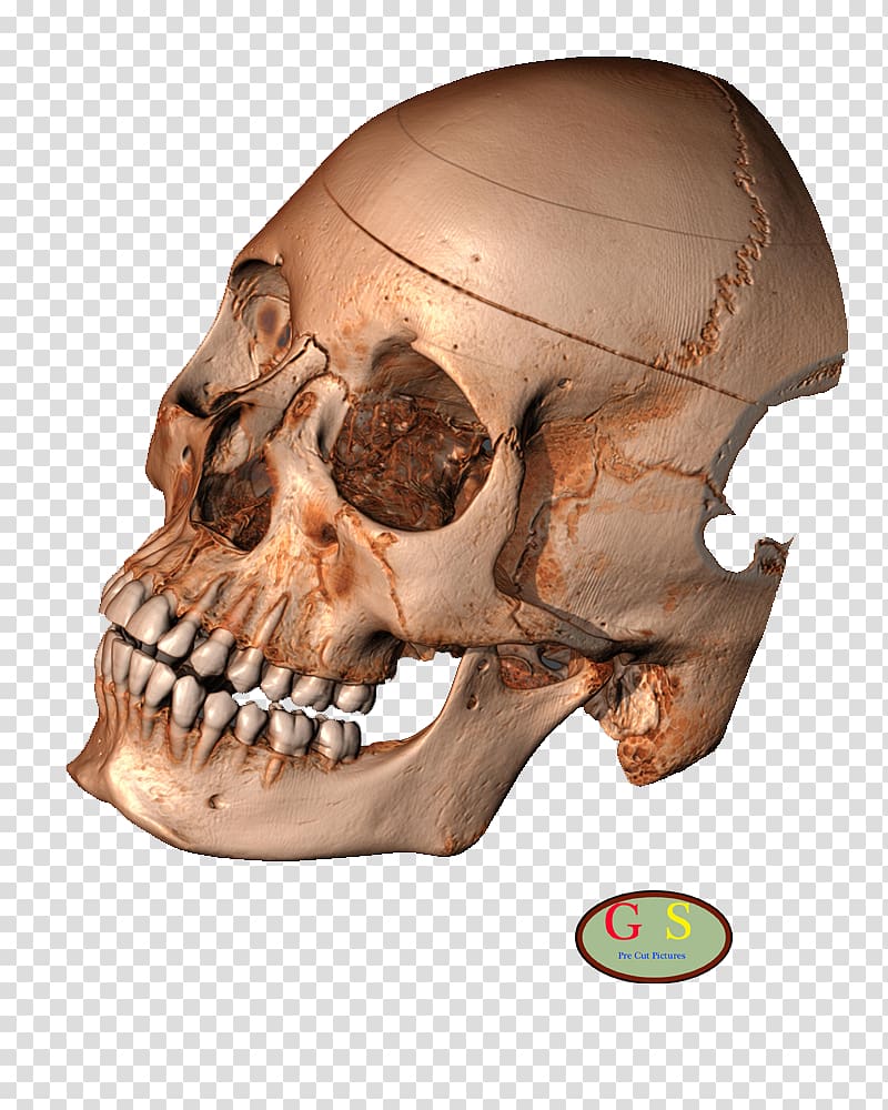 Human skeleton Skull Snout Turtle, Skeleton transparent background PNG clipart