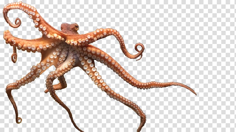 Octopus transparent background PNG clipart