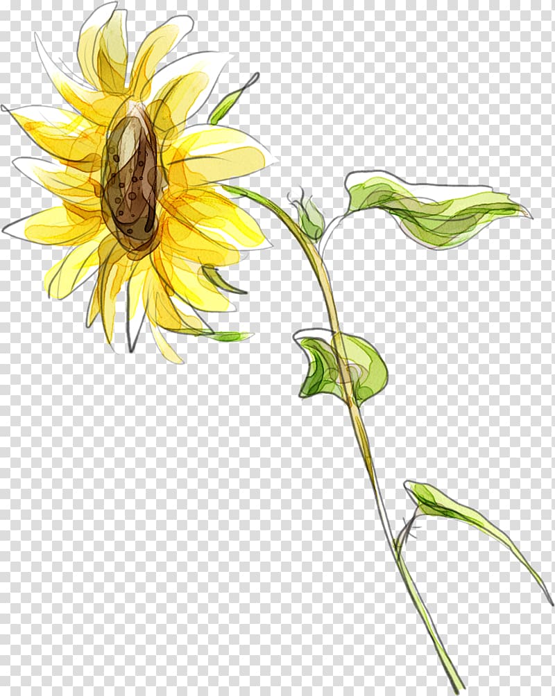 Common sunflower Cartoon Illustration, Cute cartoon hand-painted sunflower yellow transparent background PNG clipart